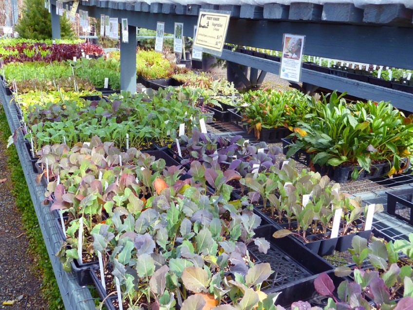 Cool-season veggies: broccoli, cabbage, lettuce and more