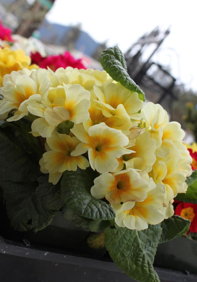 Yellow primroses in spring
