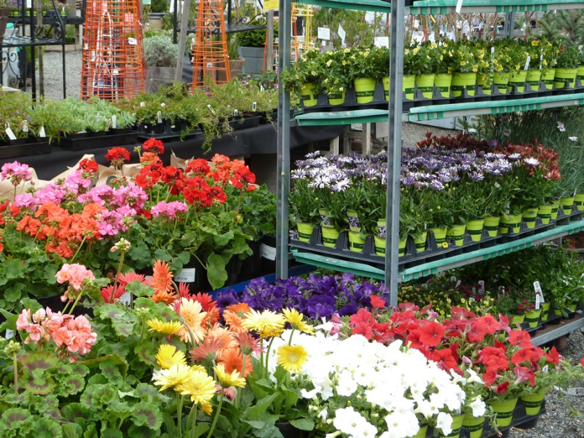 Lots of bedding plant color arriving in spring