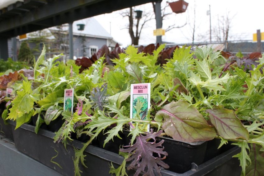 Mesclun Mix lettuce starts