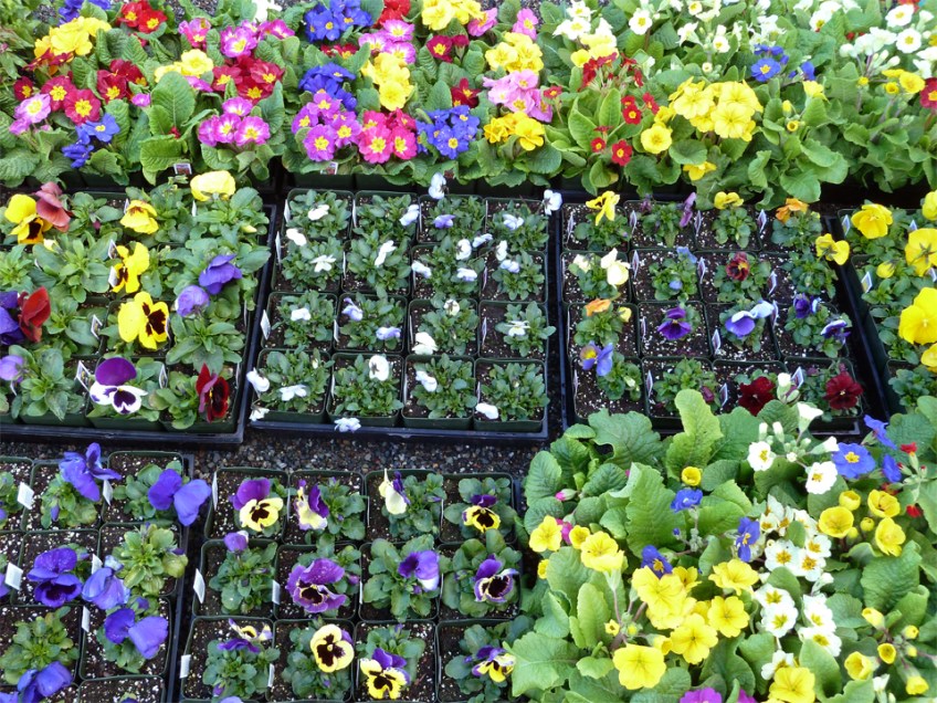 Spring bedding: pansies and primroses