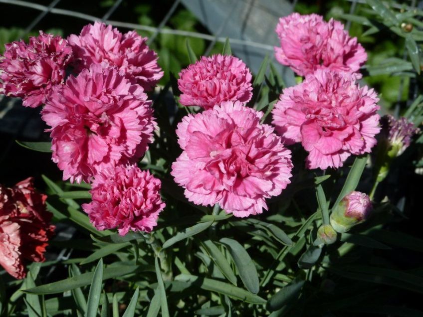 Pink Carnations
