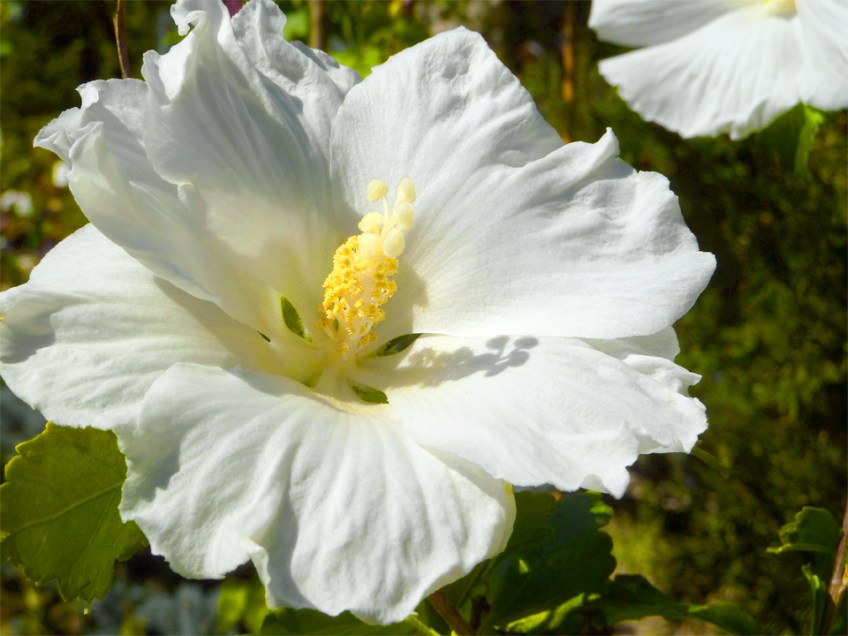 White Hibiscus