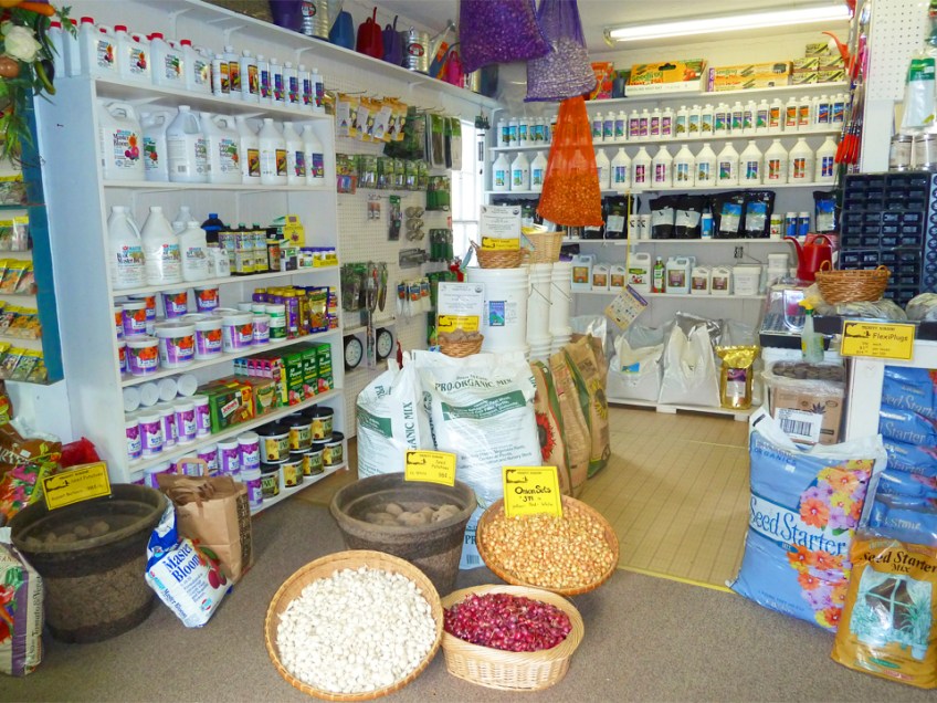 Onion sets and seed potatoes for spring planting