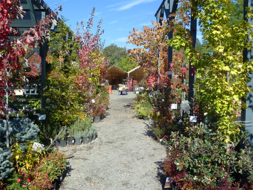 A great variety of plants on display invite all to stroll through the Nursery