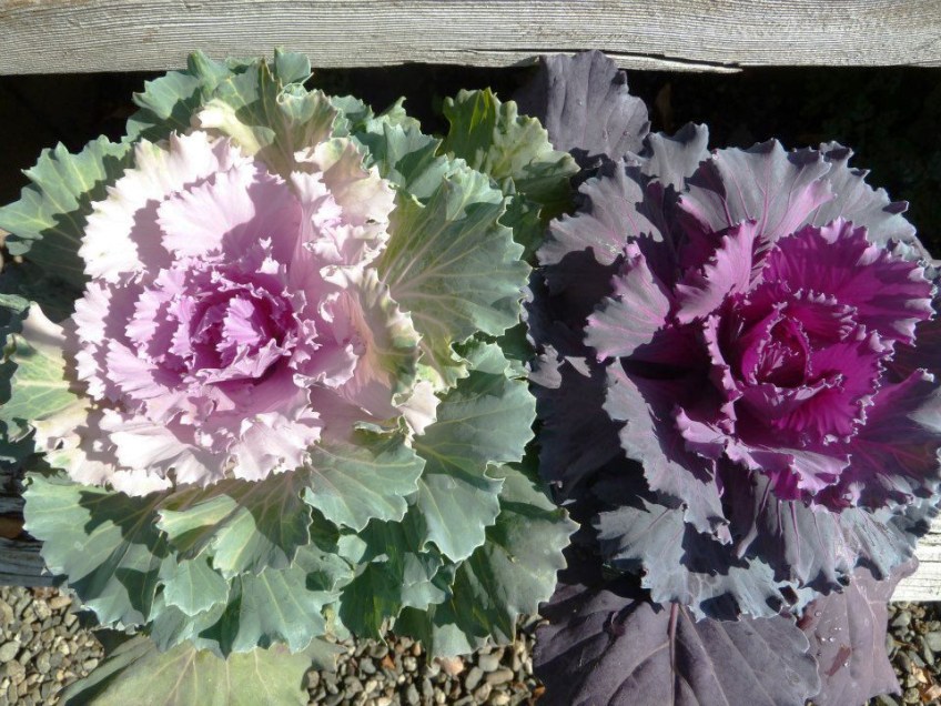 Ornamental cabbage brighten the fall garden