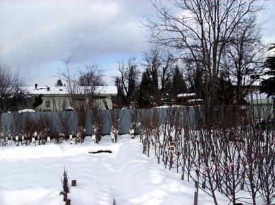 Bareroot fruit and ornamental trees