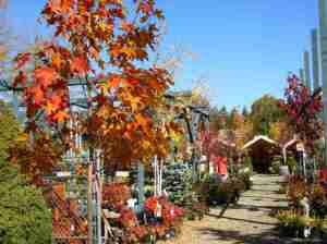 Trinity Nursery in the autumn