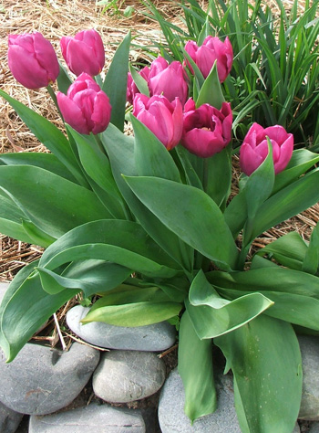 Pink Tulips