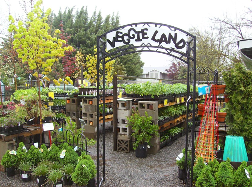 Visit Veggie Land for all your vegetable starts