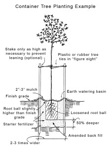 Container tree planting diagram