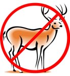 Deer resistant plants