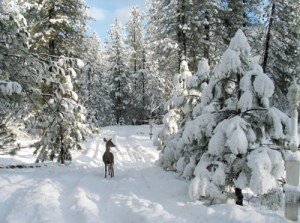Trees with Snow