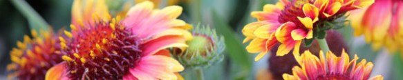 Blanket Flower