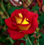 Ketchup & Mustart Rose