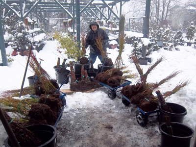 Bareroot blueberries arrive