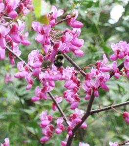 Western Redbud, Cercis occidentalis
