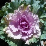 Ornamental cabbage