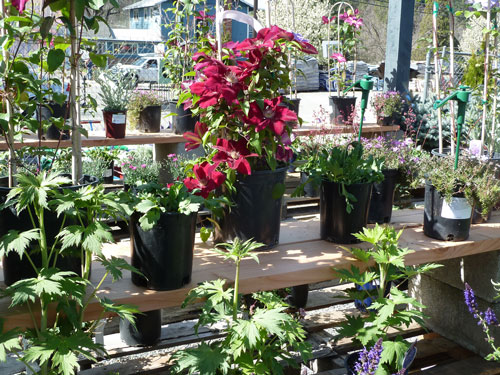Blooming Clematis surrounded by budded Delphinium