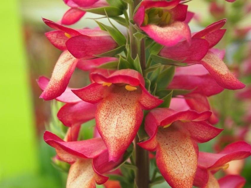 Digiplexis 'Illumination Flame' -- A beautiful foxglove hybrid