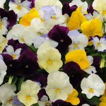 Cool Wave Pansies at Trinity Nursery